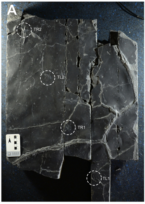 The four-print trackway.